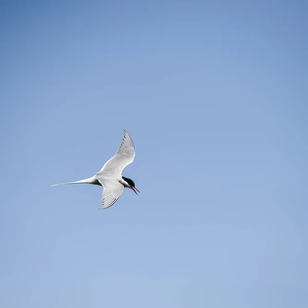 Schöne Arktische Seeschwalbe Sterna Paradisaea Flug Blauem Himmel — Stockfoto