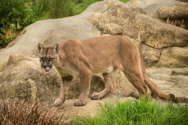 Puma Concolor güzel görüntü renkli peyzaj taşları arasında