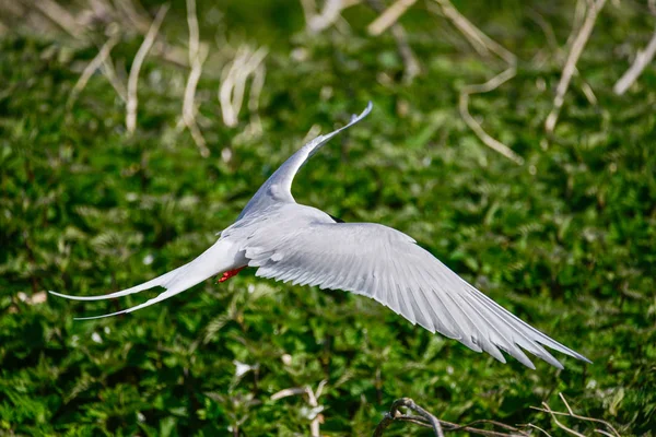 Schöne Arktische Seeschwalbe Sterna Paradisaea Flug Blauem Himmel — Stockfoto