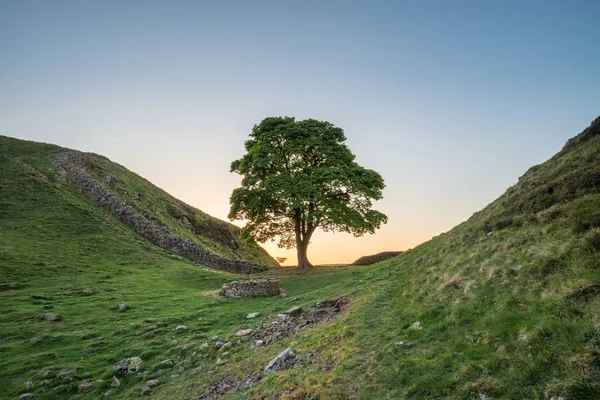 Oszałamiający Obraz Krajobraz Gap Jawor Hadriana Northumberland Zachodzie Słońca Fantastycznych — Zdjęcie stockowe