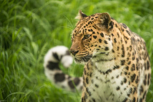 Közel Lenyűgöző Jaguar Oroszlánt Színes Vibráló Táj Portré — Stock Fotó