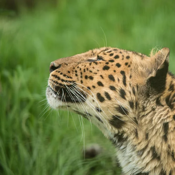 Atemberaubende Nahaufnahme Porträt Von Jaguar Panthera Onca Farbenfroher Lebendiger Landschaft — Stockfoto