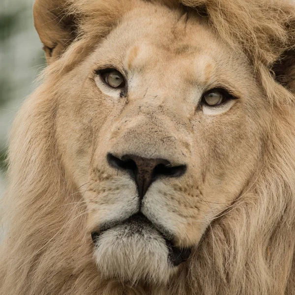 Fantastisk Intimt Porträtt Vita Barbary Atlas Lion Panthera Leo — Stockfoto