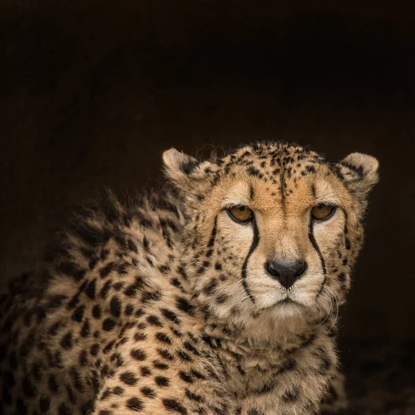 Cheetah Acinonyx Jubatus Çarpıcı Samimi Portre Renkli Yatay Olarak — Stok fotoğraf