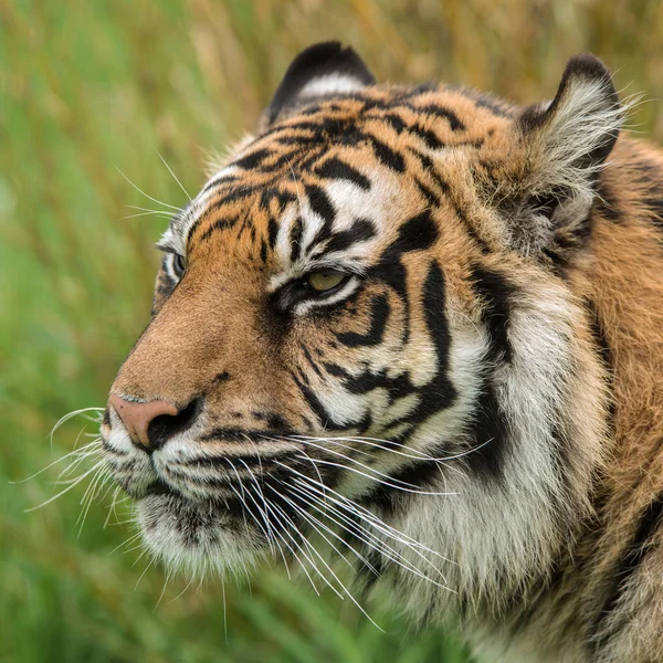 Stunning Portrait Tiger Panthera Tigris Walking Long Grass Vibrant Landscape — Stock Photo, Image