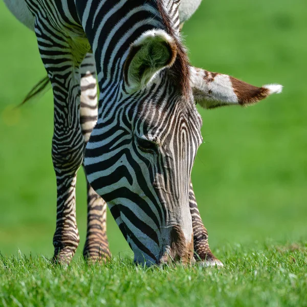Belo Retrato Íntimo Perto Zebra Equus Quagga Chapmani Chapman — Fotografia de Stock