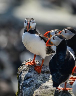 Güzel Atlantik mesajlaştığı veya Comon Puffin Fratercula Arctica parlak bahar gününde Northumberland İngiltere'de