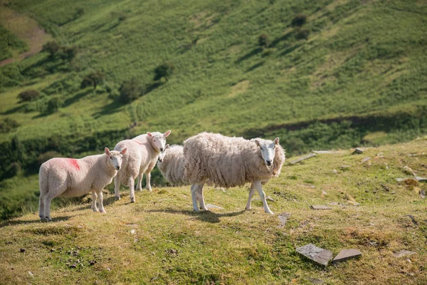 Wypasu Owiec Krajobraz Parku Narodowego Brecon Beacons — Zdjęcie stockowe