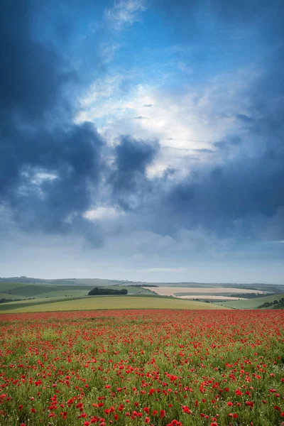 Belle Image Paysage Champ Pavot Lever Soleil Dans Parc National — Photo