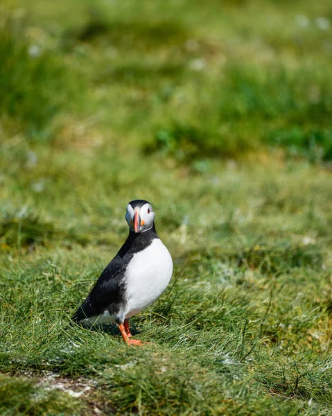 Piękny Maskonur Lub Comon Puffin Fratercula Arctica Northumberland Anglia Jasny — Zdjęcie stockowe