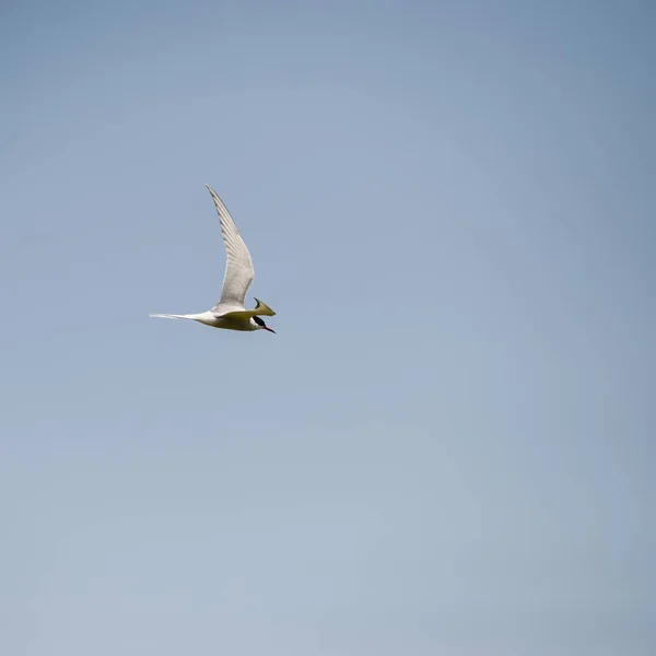 青い空で飛行中の美しいキョクアジサシ ニュース Paradisaea — ストック写真