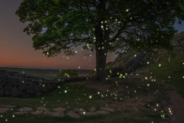 Потрясающее Пейзажное Изображение Заката Светлячками Летающими Вокруг Дерева Светящимися Сумерках — стоковое фото