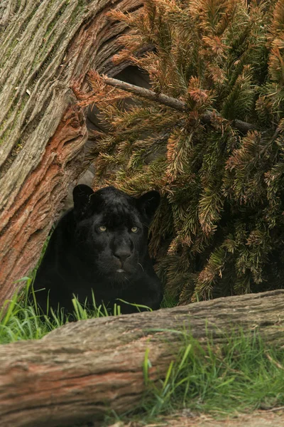Retrato Impressionante Pantera Negra Panthera Pardus Paisagem Colorida — Fotografia de Stock