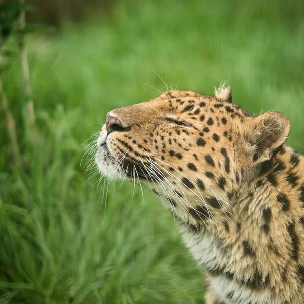 Приголомшливі Закрити Вгору Портрет Jaguar Panthera Onca Барвисті Яскраві Пейзажі — стокове фото