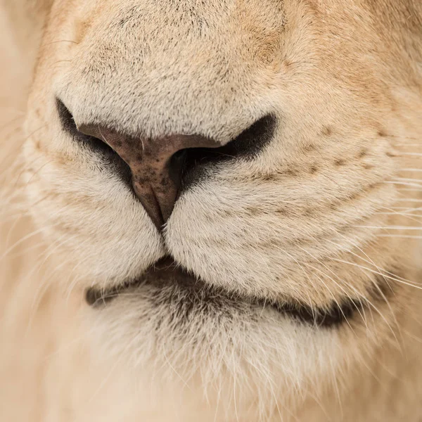 見事な白バーバリ アトラス ライオン ライオンの親密な肖像画 — ストック写真