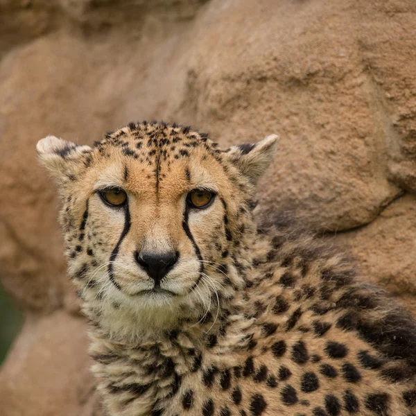 Stunning Intimate Portrait Cheetah Acinonyx Jubatus Colorful Landscape — Stock Photo, Image