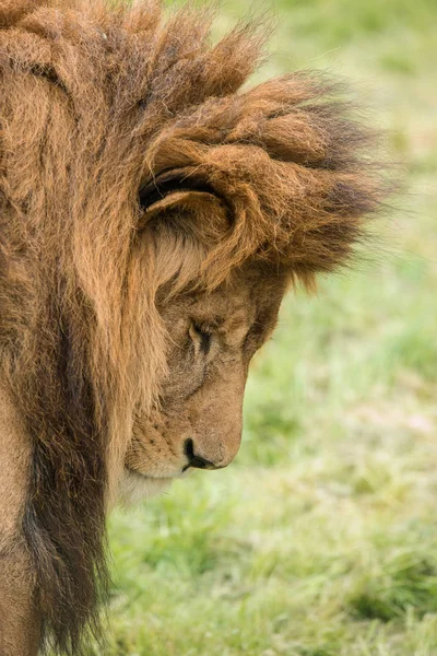 Stunning Intimate Portrait Image King Jungle Barbary Atlas Lion Panthera — Stock Photo, Image