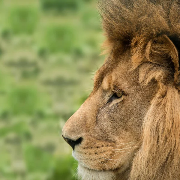 Király Dzsungelben Berber Atlas Oroszlán Panthera Leo Lélegzetelállító Intim Portré — Stock Fotó