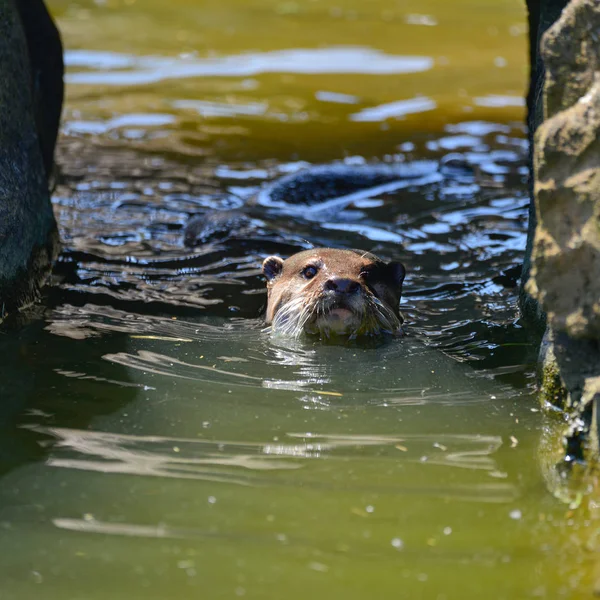 Weltweit Kleinster Fischotter Asiatischer Kleiner Krallenotter Aonyx Cinerus Auf Felsen — Stockfoto