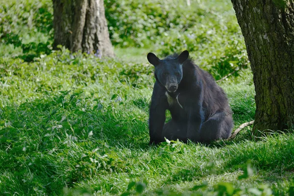 Amerikan Kara Ayısı Ursus Americanus Yemyeşil Orman Ortamındaki Ayarlama — Stok fotoğraf