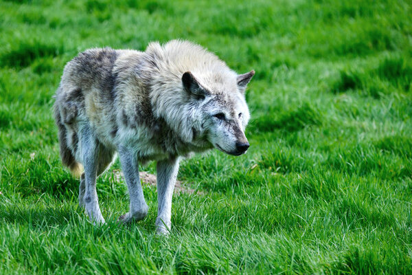 Beautiful grey Timber Wolf Cnis Lupus stalking and eating in forest clearing landscape setting