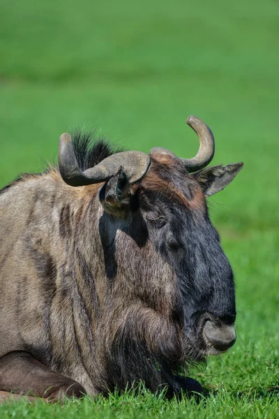 Portrait Common Wildebeest Connochaetes Alcelaphine Bovidae Laying Summer Sun — Stock Photo, Image