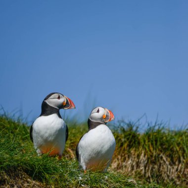 Güzel Atlantik mesajlaştığı veya Comon Puffin Fratercula Arctica parlak bahar gününde Northumberland İngiltere'de