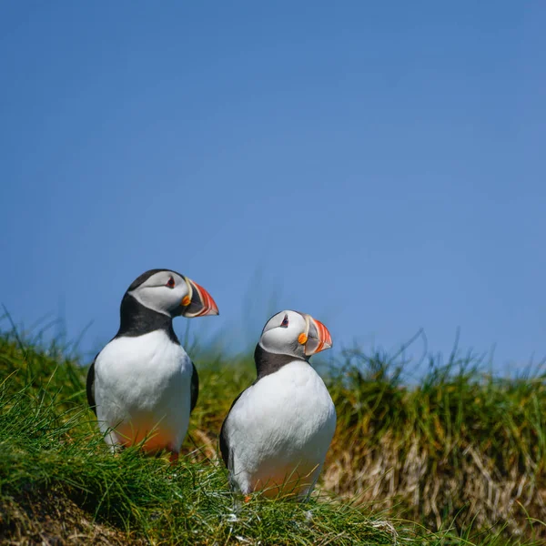 Piękny Maskonur Lub Comon Puffin Fratercula Arctica Northumberland Anglia Jasny — Zdjęcie stockowe