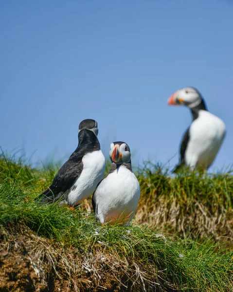 Красивим Тупик Атлантичний Comon Puffin Fratercula Arctica Нортумберленд Англії Світлий — стокове фото