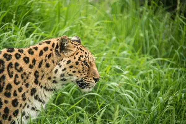 Jaguar Panthera Onca Renkli Canlı Yatay Olarak Portresi Kadar Yakın — Stok fotoğraf