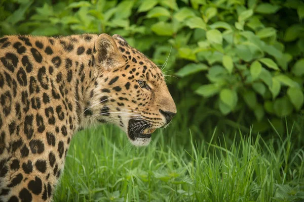 Atemberaubende Nahaufnahme Porträt Von Jaguar Panthera Onca Farbenfroher Lebendiger Landschaft — Stockfoto