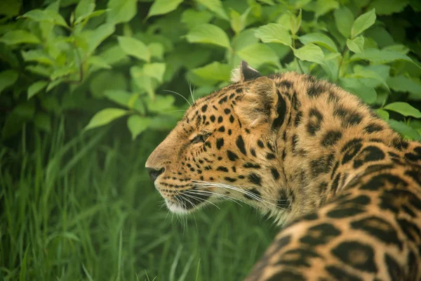 Atemberaubende Nahaufnahme Porträt Von Jaguar Panthera Onca Farbenfroher Lebendiger Landschaft — Stockfoto