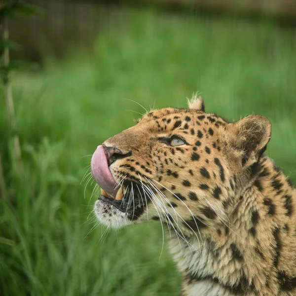 Ohromující Blízko Portrét Jaguár Panthera Onca Barevné Živé Krajiny — Stock fotografie