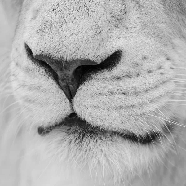 Retrato Íntimo Impressionante Branco Barbary Atlas Leão Panthera Leo Preto — Fotografia de Stock