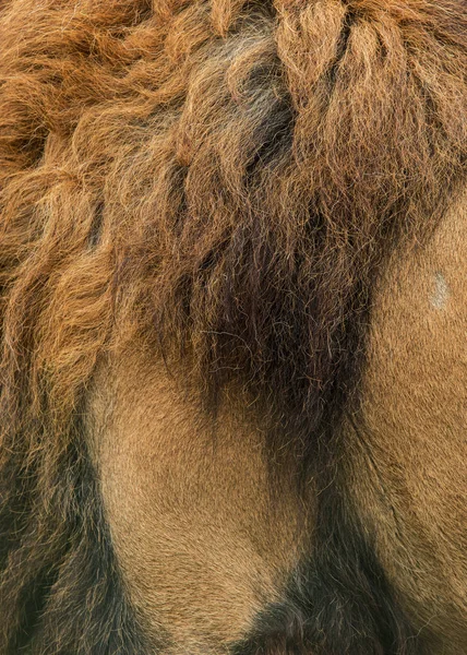 Stunning Intimate Portrait Image King Jungle Barbary Atlas Lion Panthera — Stock Photo, Image