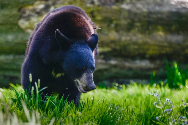Urso Negro Americano Ursus Americanus Cenário Exuberante Paisagem Florestal — Fotografia de Stock
