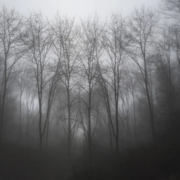 劇的な不機嫌そうな霧の森風景春秋秋 — ストック写真