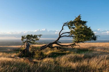 Güzel yaz günbatımı manzara görüntüsü tek ağaç üzerinde İngilizce kırsal South Downs Milli Parkı