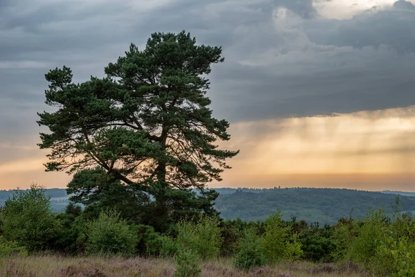 Schöne Sommer Sonnenuntergang Landschaft Bild Von Solo Baum Wald Mit — Stockfoto