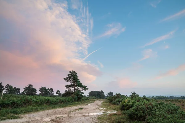 英語田舎鮮やかな色でアッシュ ダウン フォレストの美しい夏の日没の風景画像 — ストック写真