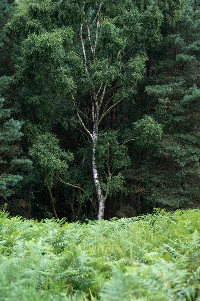 Obraz Pejzaż Piękny Pojedynczy Srebro Brzoza Otoczeniu Bujnej Zieleni Lasu — Zdjęcie stockowe