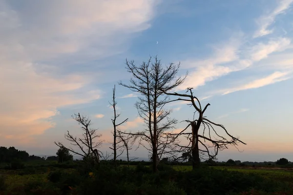 Beautiful Summer Sunset Landscape Image Ashdown Forest English Countryside Vibrant — Stock Photo, Image