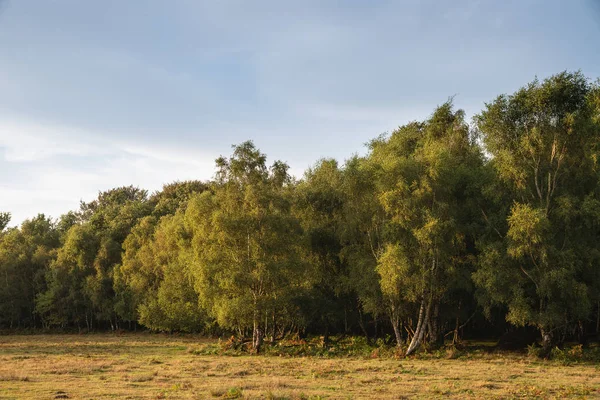 Vacker Sommar Solnedgång Landskapet Bilden Ashdown Forest Engelska Landsbygden Med — Stockfoto