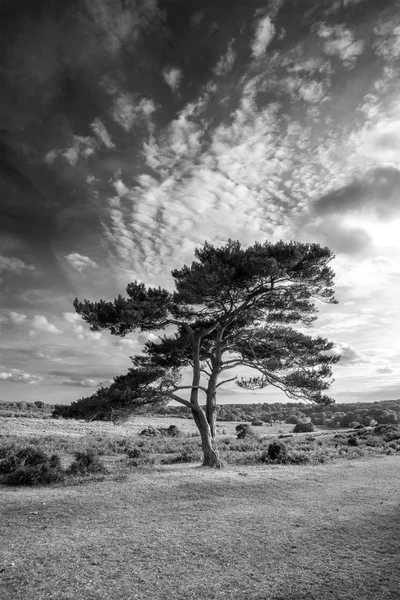Bratley görünümünün New Forest Ulusal Parkı İngiltere'de siyah beyaz görüntü güzel yaz günbatımı manzara resmi
