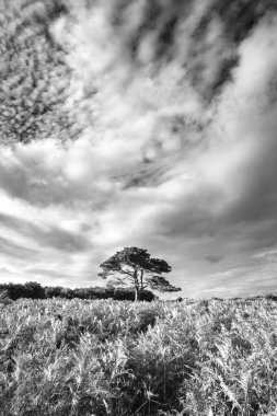 Bratley görünümünün New Forest Ulusal Parkı İngiltere'de siyah beyaz görüntü güzel yaz günbatımı manzara resmi
