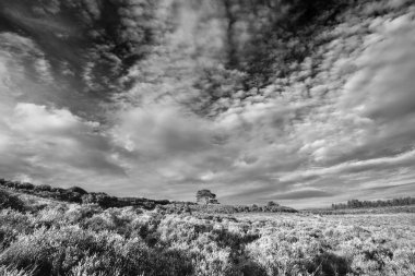 Bratley görünümünün New Forest Ulusal Parkı İngiltere'de siyah beyaz görüntü güzel yaz günbatımı manzara resmi
