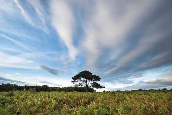 Летний Пейзаж Заката Национальном Парке Нью Форест Англии — стоковое фото