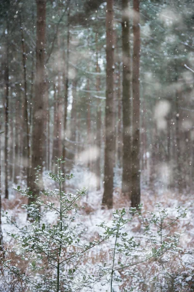 Paisagem Inverno Com Neve Caindo Cobrindo Chão Folhagem Campo Inglês — Fotografia de Stock