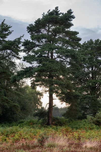 Vacker Sommar Solnedgång Landskapet Bilden Ashdown Forest Engelska Landsbygden Med — Stockfoto