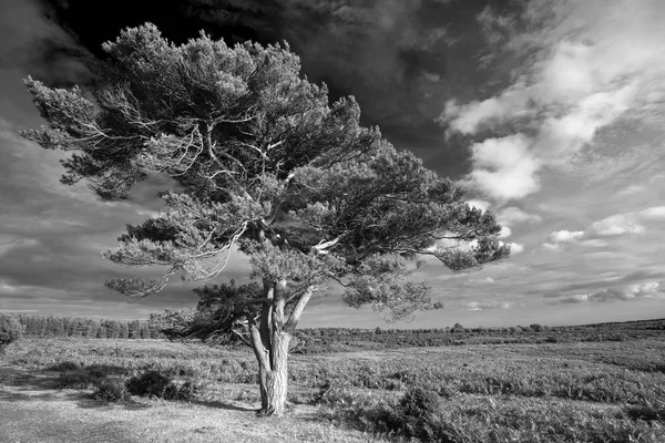 Bratley Görünümünün New Forest Ulusal Parkı Ngiltere Siyah Beyaz Görüntü — Stok fotoğraf